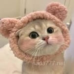 Avatar Braulio Borja